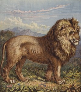 Lion - English School
