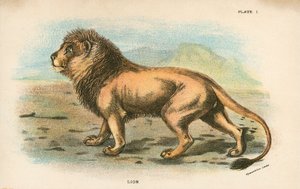 Lion - English School