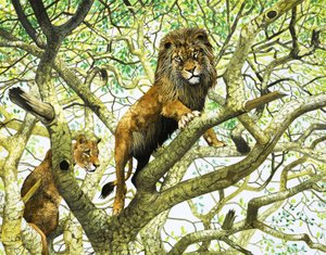 Lion et lionne dans un arbre (gouache sur papier) - English School