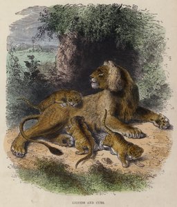 Lionne et lionceaux - English School