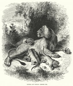 Lionne et petits, Ézéchiel XIX (gravure) - English School