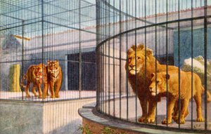 Lions et tigres au zoo - English School