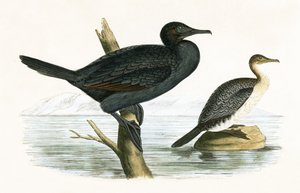 Petit cormoran, illustration de 