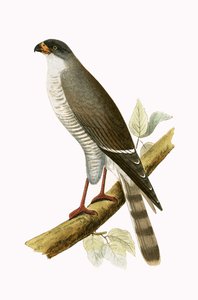 Fauconnet à bec rouge, illustration de 