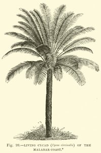 Cycade vivant (Cycas circinalis) de la côte de Malabar - English School