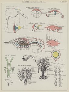 Homard, Homarus Vulgaris (lithographie en couleur) - English School