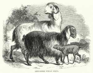 Chèvres syriennes à longues oreilles (gravure) - English School