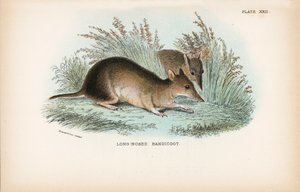 Bandicoot à long nez - English School