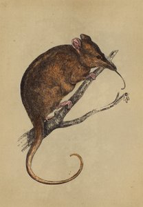 Tarsier à long museau - English School