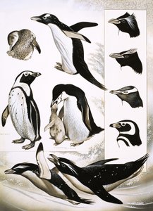 Regarder la Nature : Que sont les Manchots Sphéniscidés ! - English School