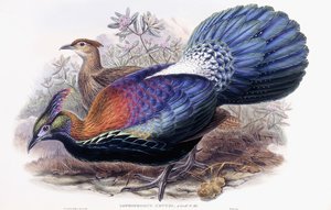 Lophophorus Lhuysii - English School