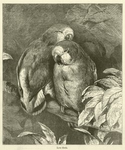 Oiseaux d