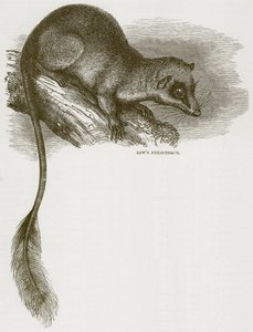 Ptilocerque de Low, illustration de Cassells Natural History - English School