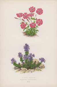 Lychnis Lagascae; Veronica Nummularia - English School