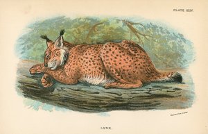 Lynx - English School