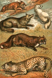 Lynx, Renard croisé, Renard arctique, Renard commun et Guépard - English School