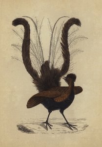 Oiseau-lyre