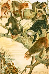 Macaques - English School