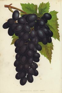 Raisin de Madresfield Court - English School