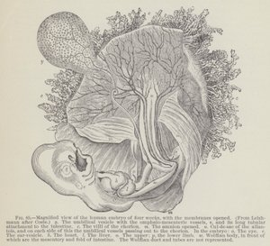Vue agrandie de l