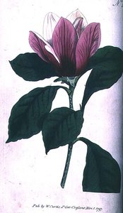 Magnolia (Magnolia purpurea), planche 390 de 