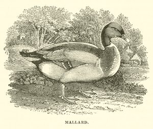 Canard colvert (gravure) - English School