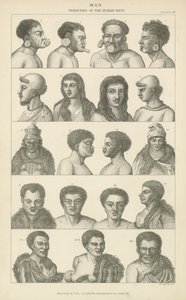 Homme. Variétés de la race humaine