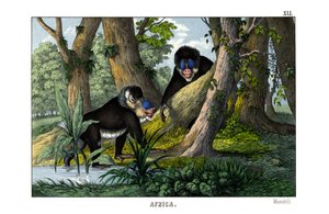 Mandrill - English School