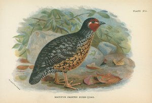 Caille peinte de Manipur - English School