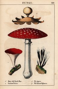 Étoile de terre à nombreuses fentes Geastrum, Peziza carmin, amanite tue-mouches Amanita muscaria, et champignons sphaeria à cornes plates, de 