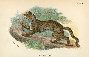 Chat marbré - English School