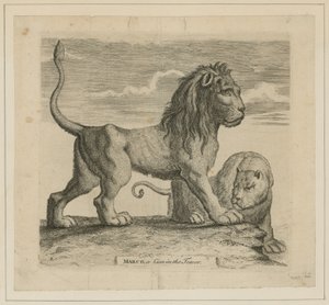 Marco, un lion dans la Tour de Londres - English School