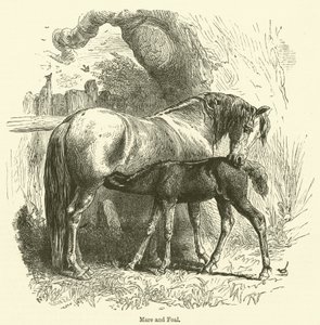 Jument et poulain (gravure)