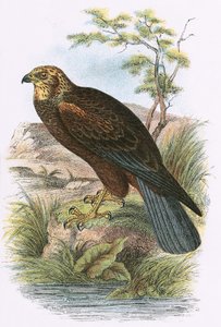 Busard des roseaux - English School