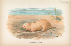 Taupe marsupiale - English School