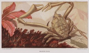 Crabe masqué (lithographie en couleur)