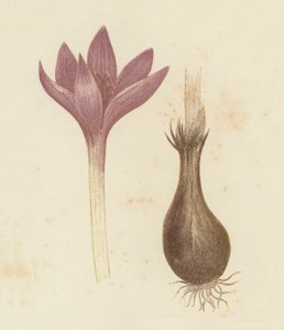 Colchique d