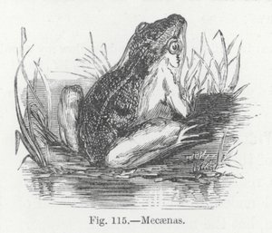 Mecaenas (gravure) - English School