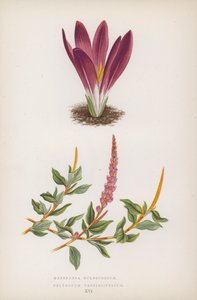Merendera Bulbocodium; Polygonum Vaccinifolium - English School