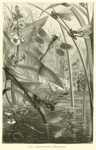 Métamorphoses des libellules - English School