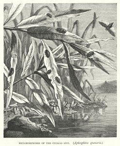 Métamorphoses de la Cicadelle écumeuse, Aphrophora spumaria - English School
