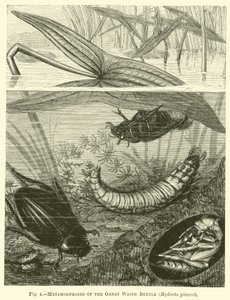 Métamorphoses du grand coléoptère aquatique, Hydrous pisceus - English School