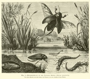 Métamorphoses du coléoptère plongeur, Dyticus marginalis - English School