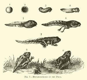 Métamorphose de la grenouille - English School