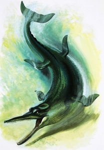 Metriorhynchus - English School