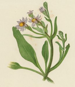 Aster Tripolium - English School