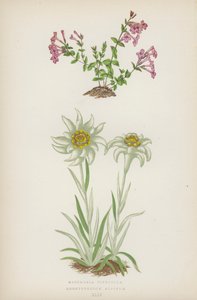 Micomeria Piperella; Leontopodium Alpinum - English School