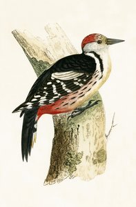 Pic mar, illustration de 