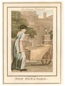 Hôpital de Middlesex. Nouvelles pommes de terre - English School