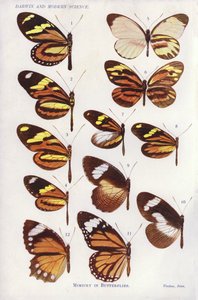 Mimétisme chez les papillons (lithographie en couleur) - English School